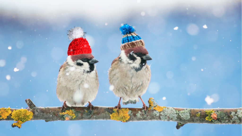 Birds wearing winter hats