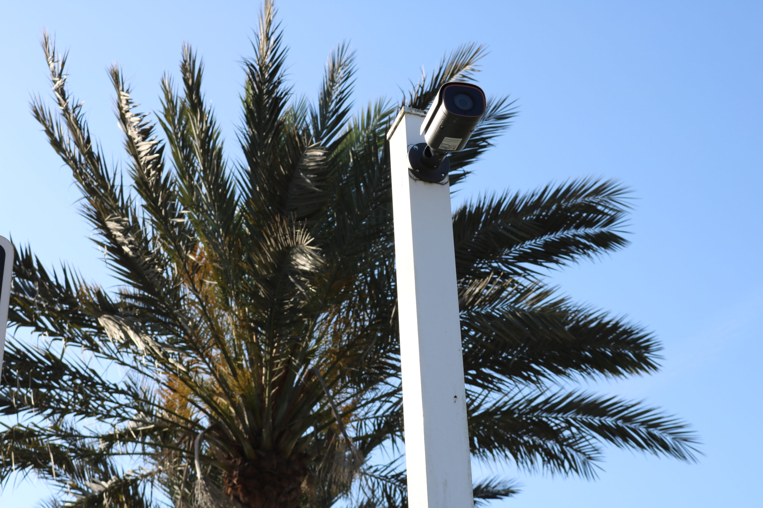 Camera with Palm Tree in Background